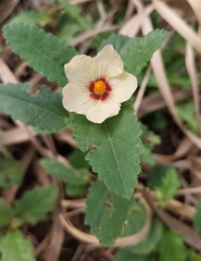 Sida poeppigiana, photograph Pato Malruk Knight, CC BY, iNaturalist via GBIF