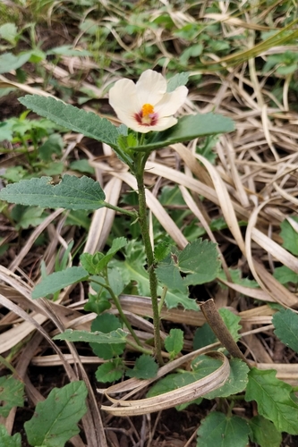 Sida poeppigiana, photograph 2