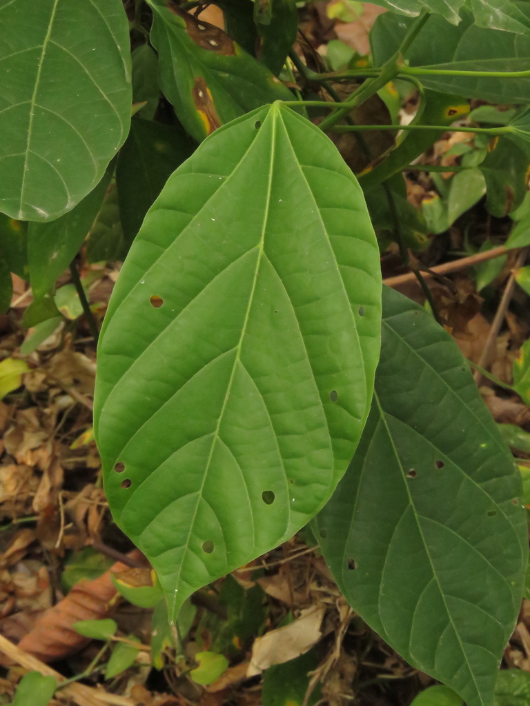 Pterygota colombiana from Santa Marta, Magdalena, Colombia on March 18 ...