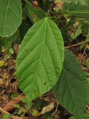 Pterygota colombiana
