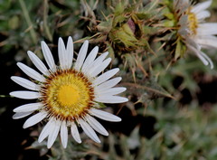 Berkheya cirsiifolia