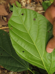 Pterygota colombiana