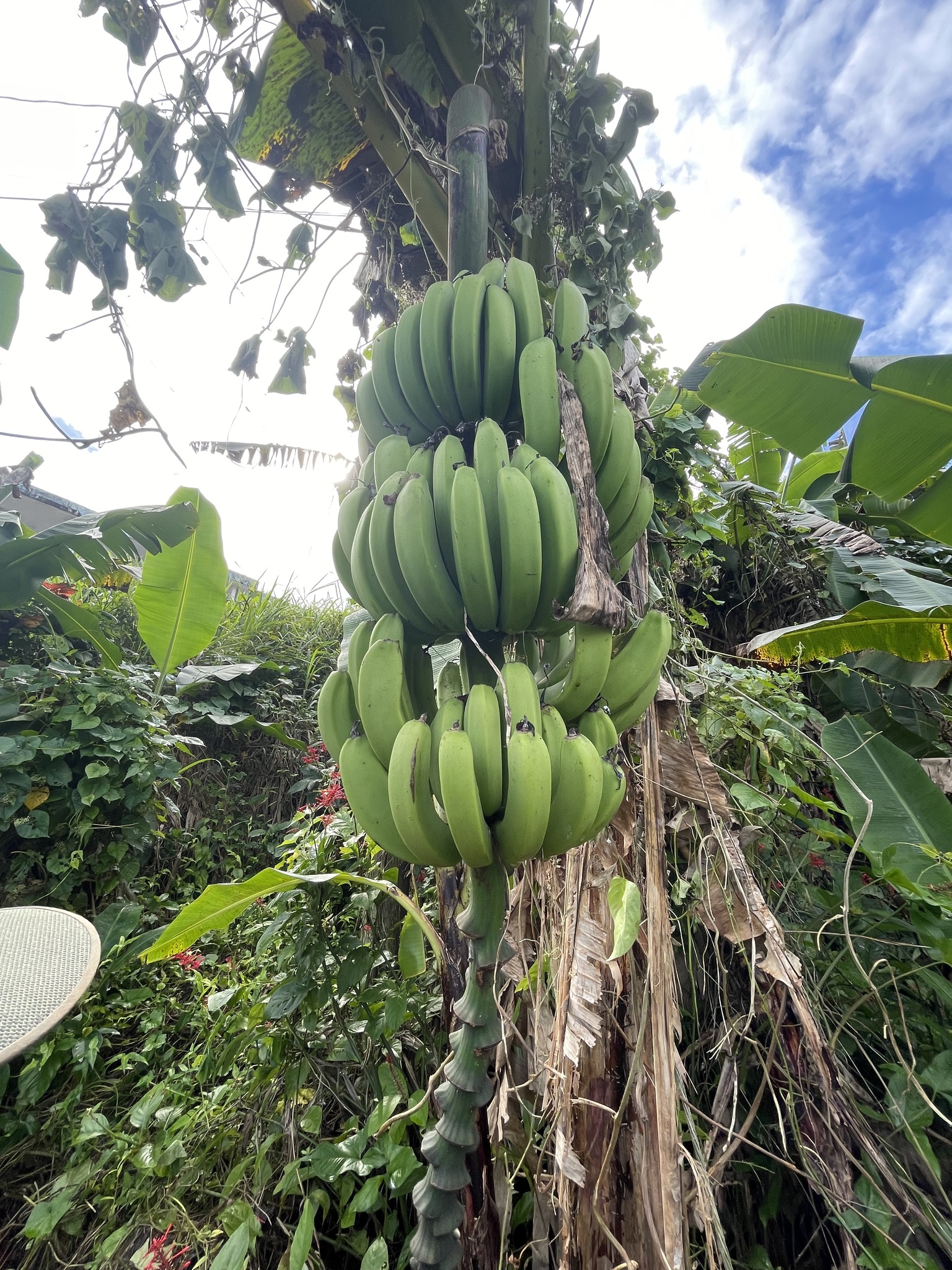 Imagem de Bananeira