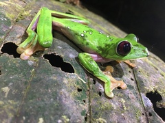 Agalychnis spurrelli