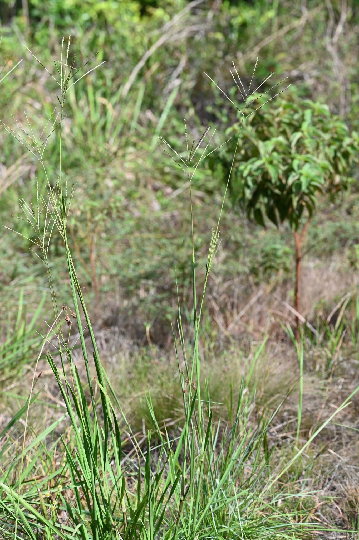 Axonopus surinamensis