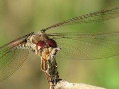 Orthemis nodiplaga