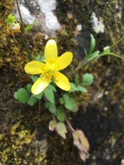 Ranunculus hispidus nitidus