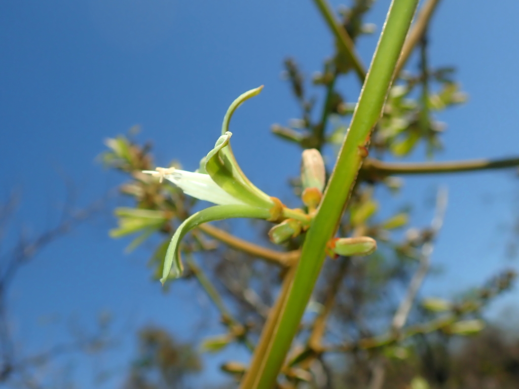 Homalolepis trichilioides (Homalolepis trichilioides)