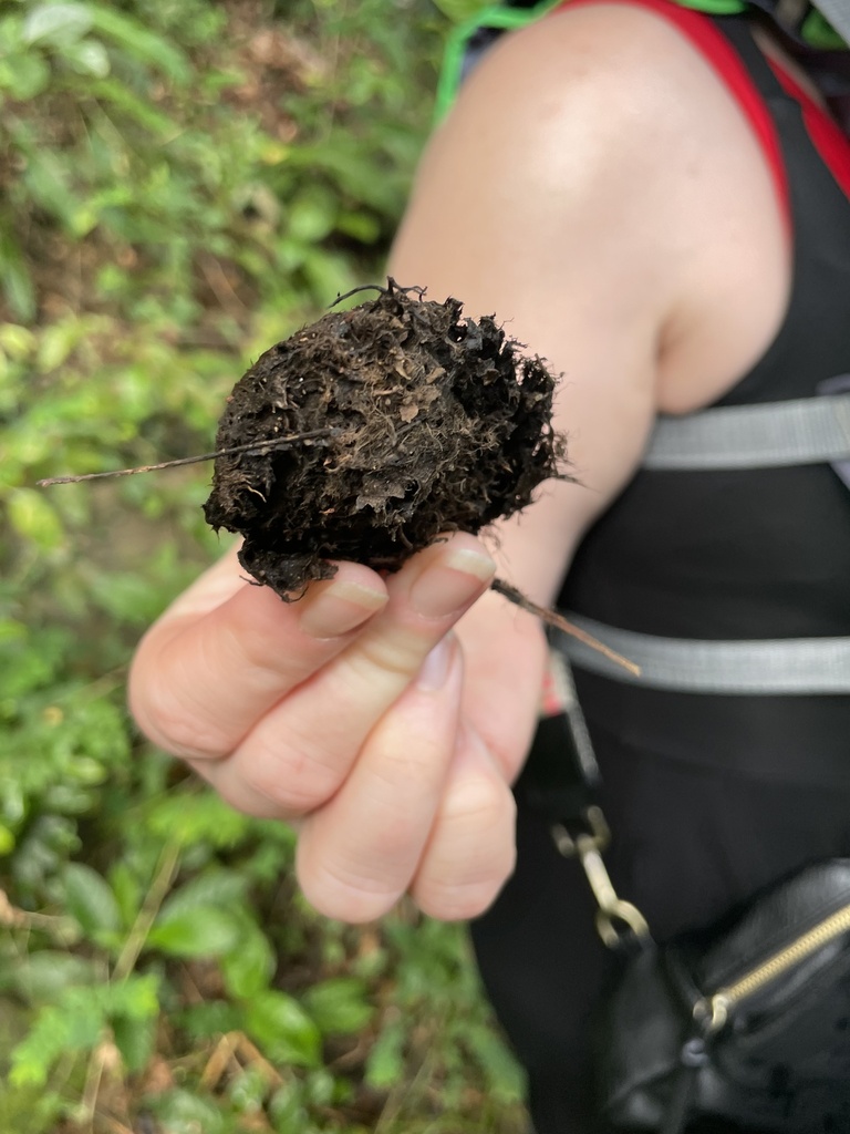 plants from Puerto Rico, Canóvanas, Puerto Rico, US on January 2, 2024 ...