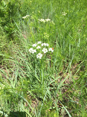 Bifora americana