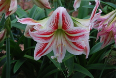 Hippeastrum reticulatum