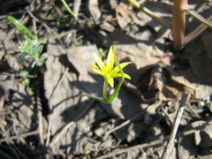 Gagea pusilla