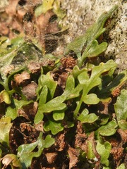Asplenium montanum image