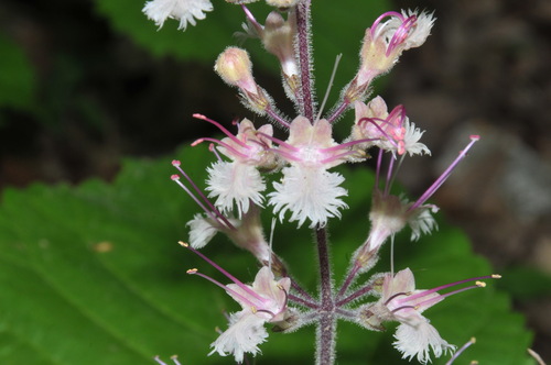 Image of Collinsonia verticillata by (c) Brian Finzel, some rights reserved (CC BY-SA)