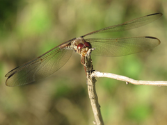 Orthemis nodiplaga