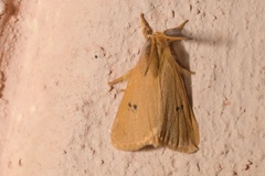 Bracharoa quadripunctata