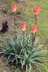 Kniphofia caulescens