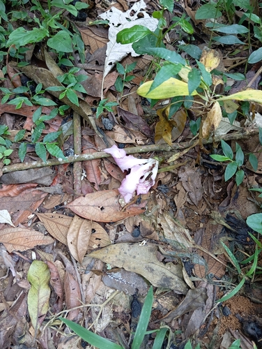 Foto de Paineira