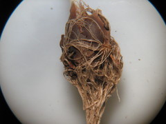 Gagea pusilla