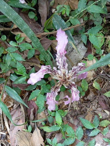 Foto de Paineira