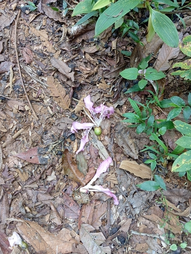 Foto de Paineira