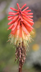 Kniphofia caulescens