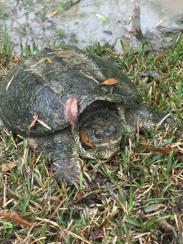 Common Snapping Turtle from Porter, Spring, TX, US on February 7, 2019 ...