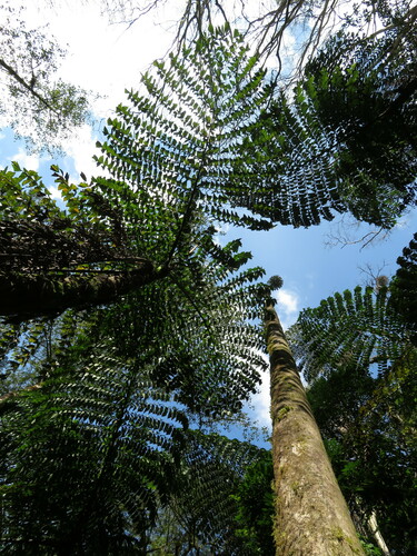 Caryota obtusa