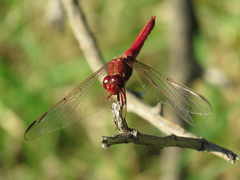 Orthemis nodiplaga