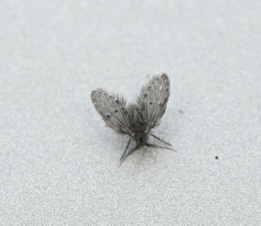 Bathroom Moth Fly from Wesburn VIC 3799, Australia on January 6, 2024 ...