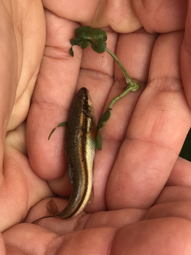 Eastern Blacknose Dace