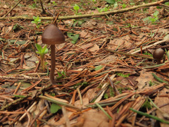 Mycena plumipes