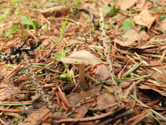 Mycena plumipes
