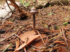 Mycena plumipes