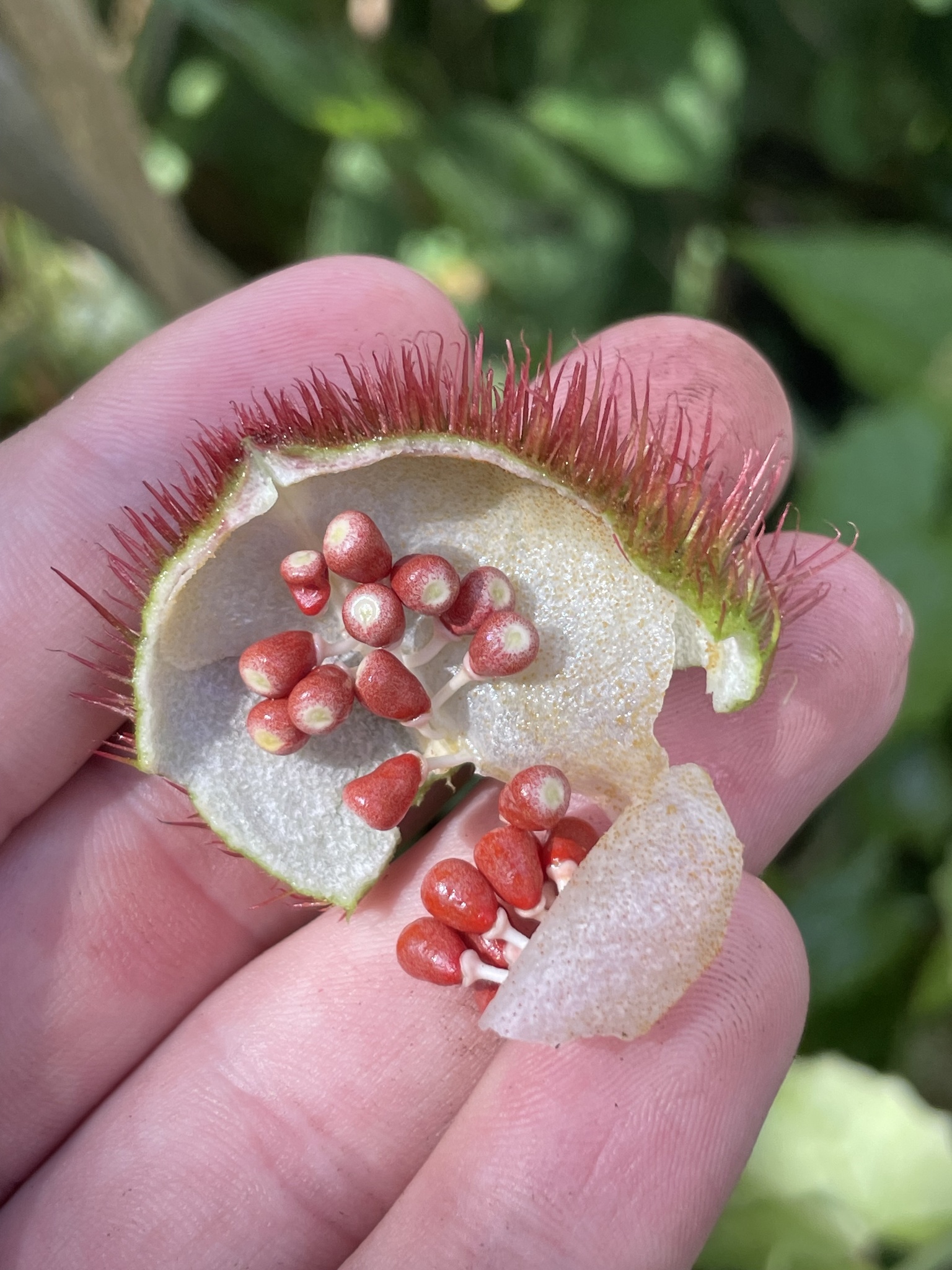 Imagem de Urucum