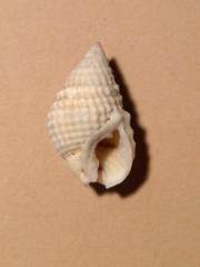 Nassarius gruneri