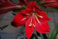 Hippeastrum vittatum