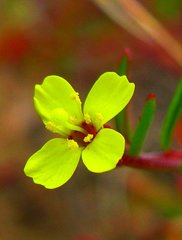 Camissonia strigulosa