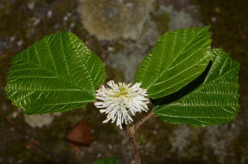 Image of Fothergilla major by (c) Brian Finzel, some rights reserved (CC BY-SA)