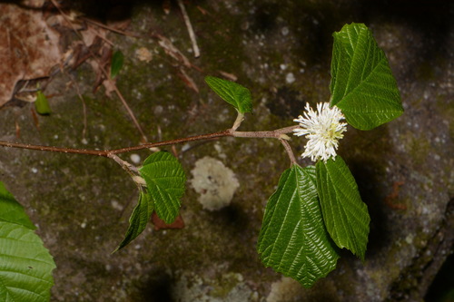 Image of Fothergilla major by (c) Brian Finzel, some rights reserved (CC BY-SA)