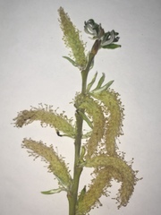 Salix eleagnos