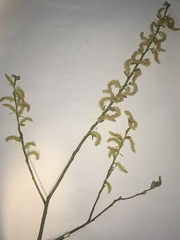 Salix eleagnos