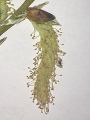 Salix eleagnos