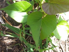 Ipomoea batatas