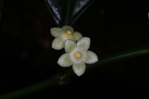 Matelea palustris, 2024-01-13