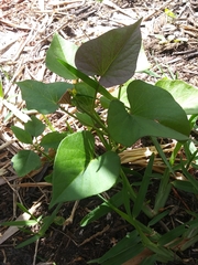 Ipomoea batatas