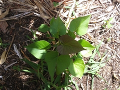 Ipomoea batatas