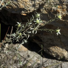 Amphithalea tomentosa