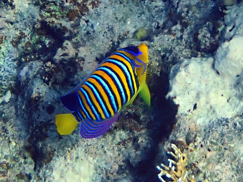 Regal Angelfish — seen at this dive site