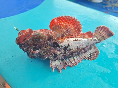 Dark blotch scorpionfish (Scorpaena histrio) — Scorpaenidae — 2